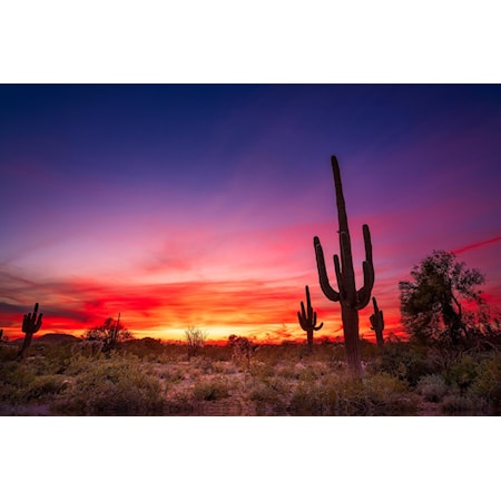 Desert Cactus - Tempered Glass